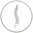 Illustration einer Wirbelsäule als Symbol für Rücken- und Nackenbeschwerden